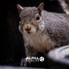 Alpha Wildlife Chattanooga gallery