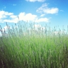 Sauvie Island Farms gallery