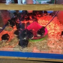 Currituck Feed and Seed - Pet Stores