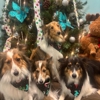 Platinum Paws gallery
