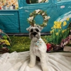 Waggin and Braggin Pet Spa gallery