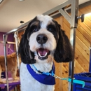 Tidy Tails Grooming - Pet Services