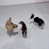 The Dog Stop- Kent WA gallery