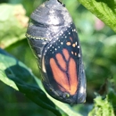 All Green Pest Control - Pest Control Services