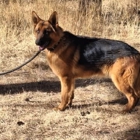 High Country German Shepherds