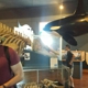 Whale Museum