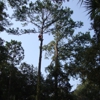 Almighty Tree Service gallery