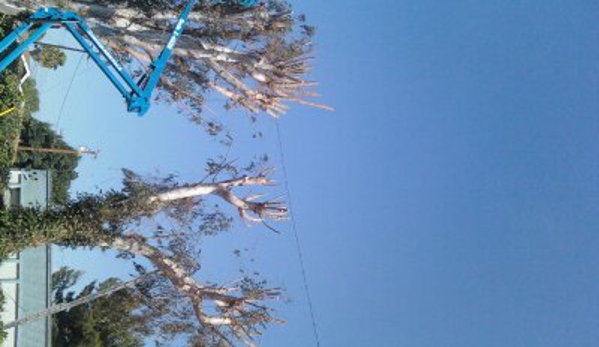 Walker's Tree Service - Bellflower, CA