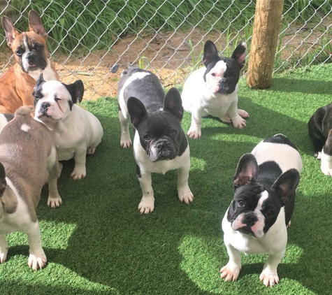 Tralinka French Bulldogs - Muchea, WA