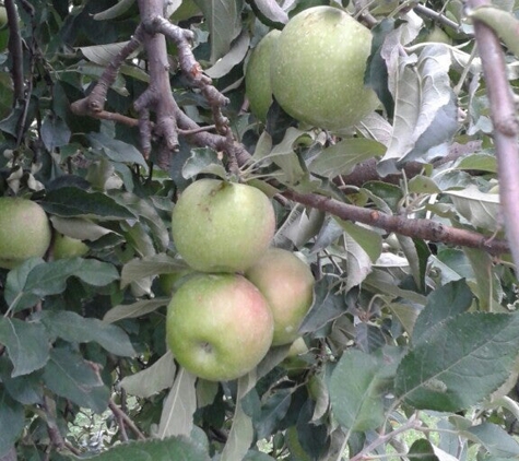 Carver's Orchard & Applehouse Restaurant - Cosby, TN