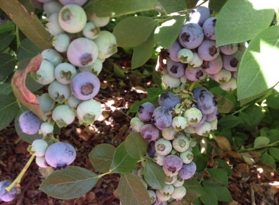 Temecula Berry Company - Temecula, CA