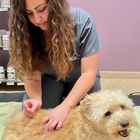 VCA Yorba Regional Animal Hospital