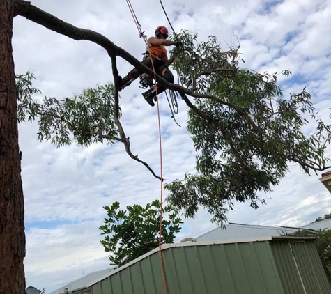Central Coast Tree Removal - Kanwal, NSW