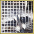 Varment Guard Wildlife Services - Pet Services