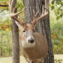 Srk Taxidermy Studio - Taxidermists