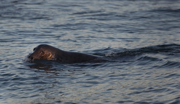 Chatham Boat Tours - Chatham, MA