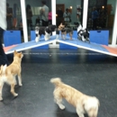 Zoom Room Austin - Pet Training