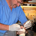 Tosch, Ronald, DDS