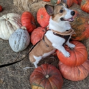 Arata Pumpkin Farm - Historical Places