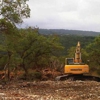 Texas Land Clearing Services Cedar Beetle gallery