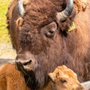 Alaska Wildlife Conservation Center - Nature Centers