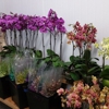 Mayesh Wholesale Florists Inc. North Phoenix gallery