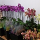 Mayesh Wholesale Florists Inc. North Phoenix