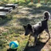 Koda's Canine Academy gallery