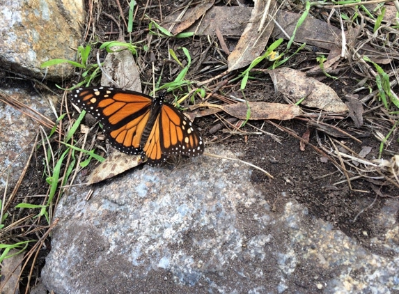 Monarch Grove Sanctuary - Pacific Grove, CA