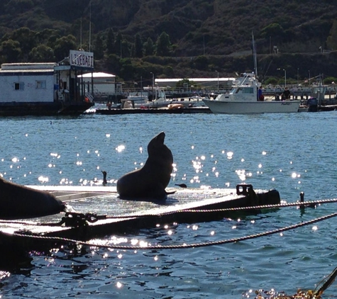 San Diego Seal Tours - San Diego, CA