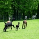 Shimmering Pond Farm Alpacas