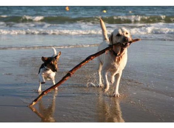 Valley Veterinary Surgery Pty Ltd - Walkerston, QLD