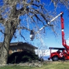 Schra Tree Care gallery