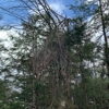 Oakes Tree Service & Rubish Removal gallery