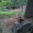 International Wolf Center