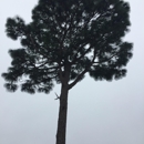 Precision Tree Care & Removal - Arborists