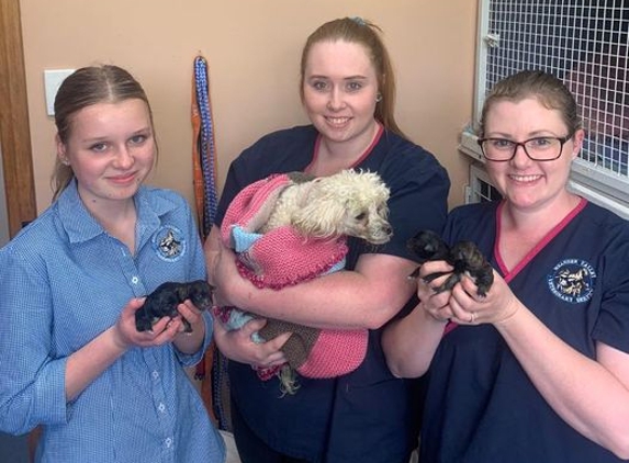 Meander Valley Veterinary Service - Westbury, TAS