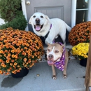 Dog Guard Out of Sight Fencing - Fence-Sales, Service & Contractors