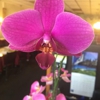 Thai Orchids Restaurant gallery