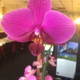 Thai Orchids Restaurant