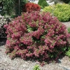 C & D Landscaping gallery