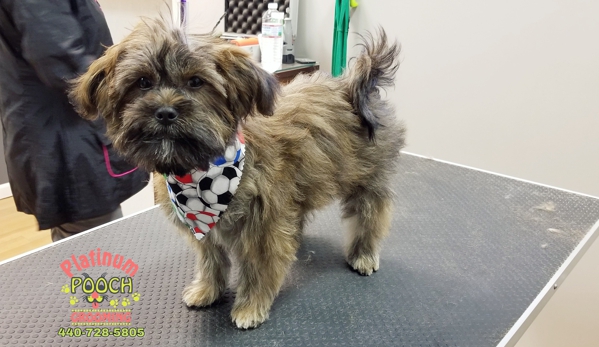 Platinum Pooch Grooming - Cleveland, OH. #DOBBY #ShihTzusYorkieMix #Puppy
Contact us 
440-728-5805
www.platinumpoochcle.com