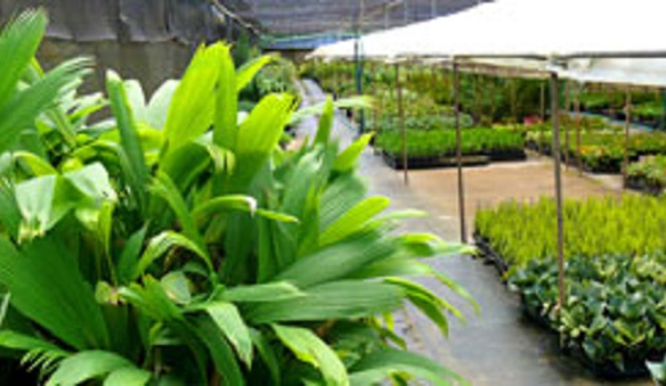 Fitzroy Nurseries Pty Ltd - Pink Lily, QLD