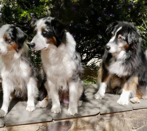 Alfoxton Dog Centre - Heathcote Junction, VIC