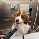 Groom N Scoop - Pet Services