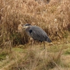 Nisqually National Wildlife Refuge gallery