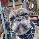Smarty Paws Grooming - Pet Grooming