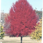 California Tree And Landscape