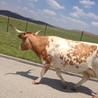 Wichita Mountains Wildlife RFG