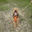Serenity Pet Sitting & Boarding - Hostels